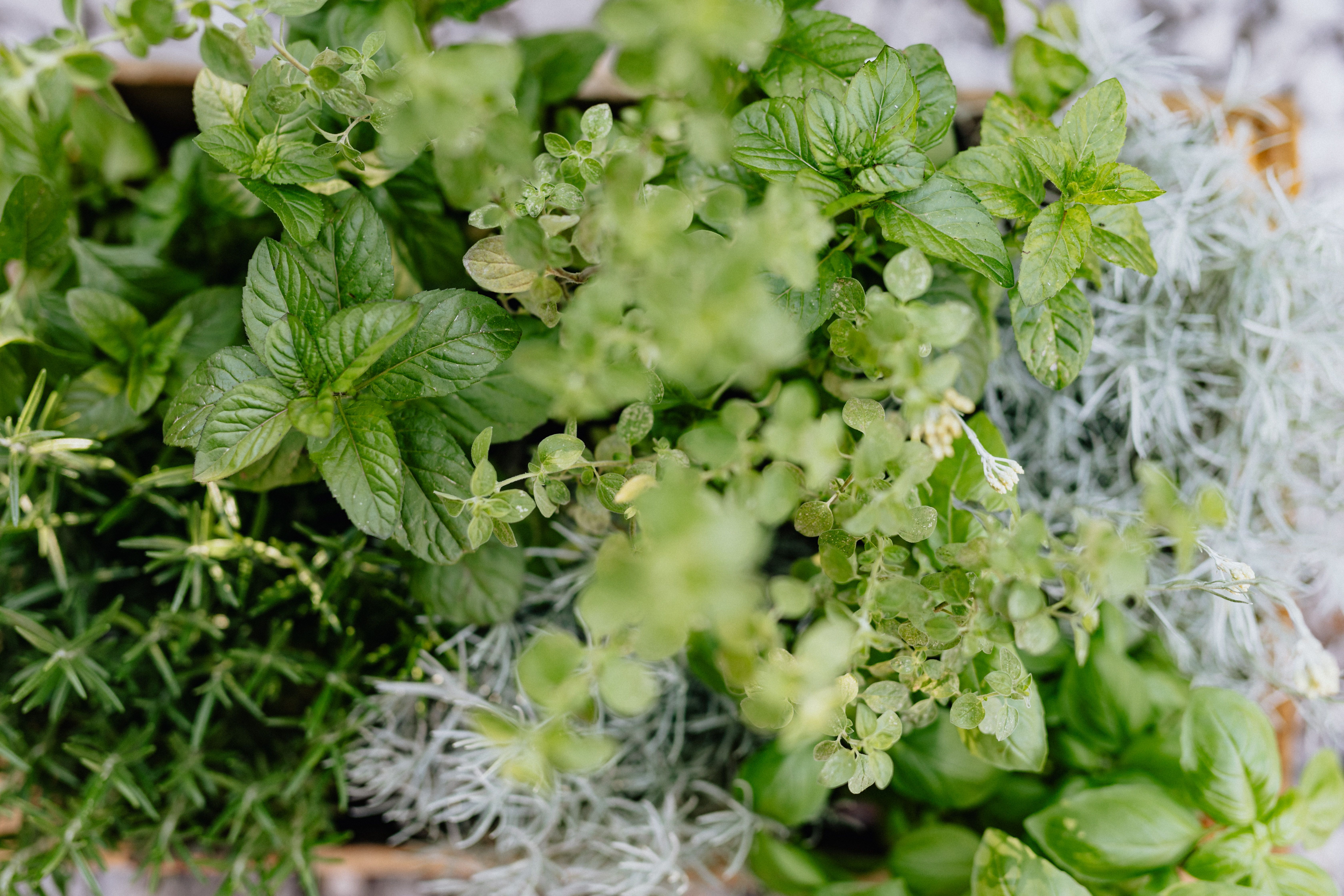 Top view of fresh basil, mint, and rosemary growing together in a lush herb garden