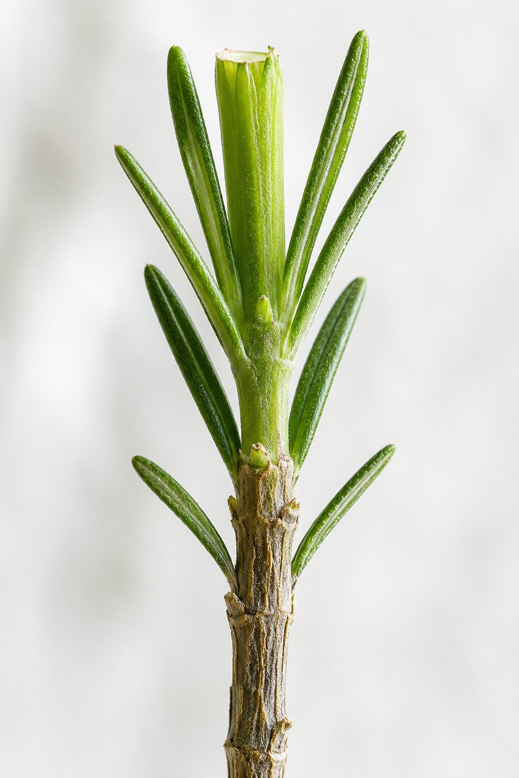 Close-up of a rosemary stem showing the transition from woody brown bark at the base to soft green flexible growth at the top, with a clean cut mark at the tip